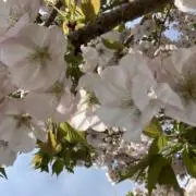 さく◎即購入OKの画像
