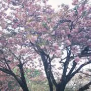 60977の画像
