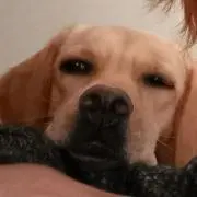 ふうの画像