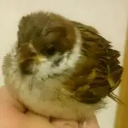 すずめの画像