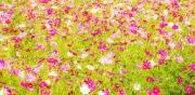はな(※プロフ必読)の画像
