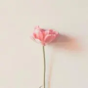 Aaの画像