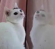 miの画像