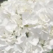 mの画像