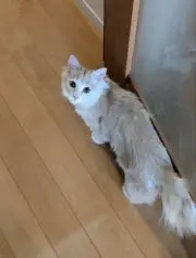 きなこの画像