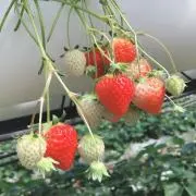 みおの画像