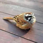 ちゅん太郎の画像