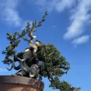 盆栽しょうの画像