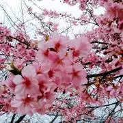 sakuramochiの画像
