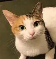 tamaの画像