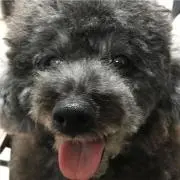 ちい姉
