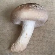 aji_ponの画像