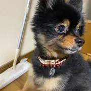 なつの画像