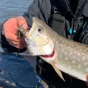 釣りキッチー
