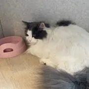 toroの画像
