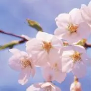 みなみの画像