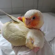もえこの画像