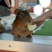 ながいの画像