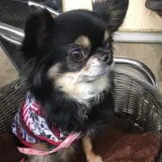 抹茶の画像