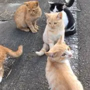 りつの画像