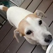 さっちゃん　帰省中の為、8月22日発送の画像