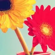 夏みかん