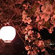さくらの画像