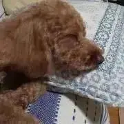 ayaの画像