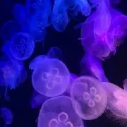Mugekoの画像