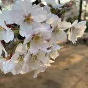 sakuの画像