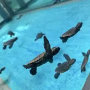 すぬすぬの画像
