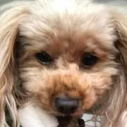 ピーチの画像