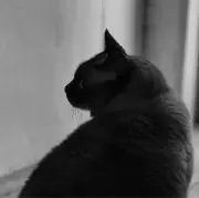 lillの画像