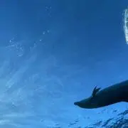 Anの画像