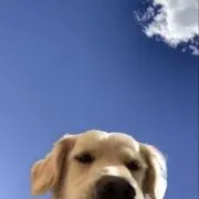 あおぞらの画像
