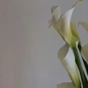HANA断捨離中の画像