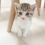 もなかの画像