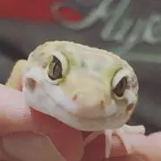 ザビマルの画像