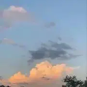 麦の画像
