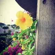 純