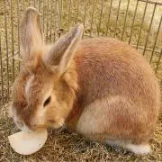 ひろしの画像