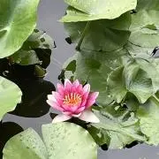 prdxaoの画像