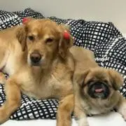 naoの画像
