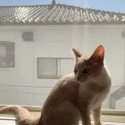 ミルクちゃんの画像