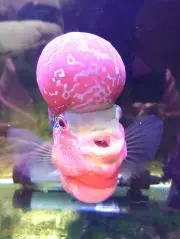 ハナの画像
