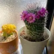 ぷくぼうの画像