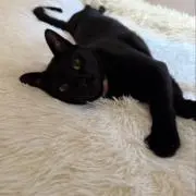 隼父さんの画像