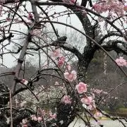 め組（お返事、発送は金土日17時まで）の画像