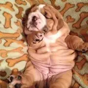 ぽっぽちゃん