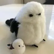 あーやんの画像